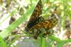 Melitaea diamina